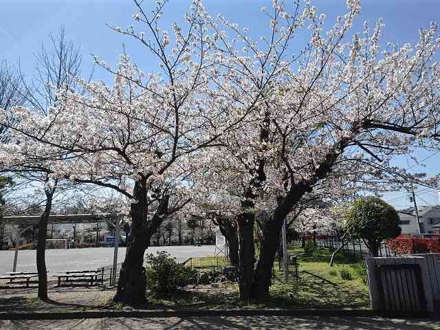 校門の桜]