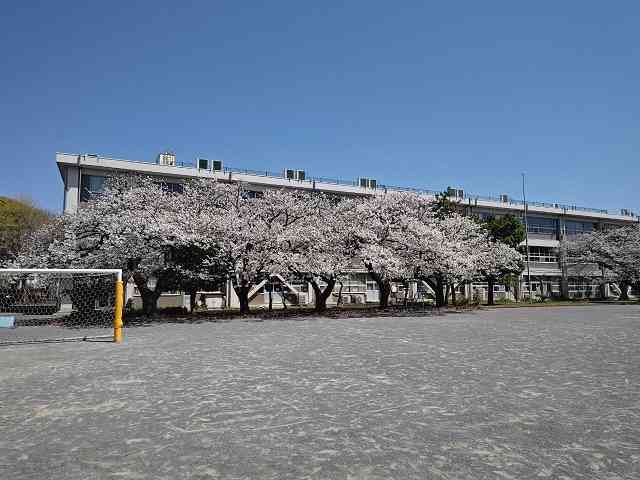 校舎の桜